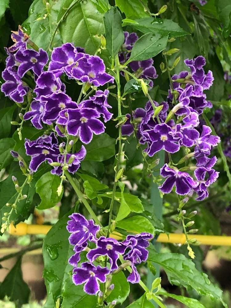 デュランタ 宝塚の投稿画像 By すみさん 通勤途中 月6月23日 Greensnap グリーンスナップ