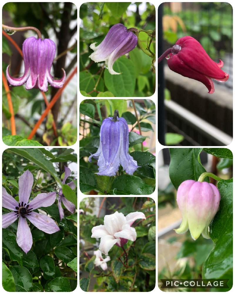 クレマチスの投稿画像 By たちやさん クレマチス クリスパとクレマチス 流星とクレマチス ビオルナ系とクレマチス 天使の首飾りとクレマチス スウェーディッシュベルズとクレマチス プリンセスケイトとクレマチス キングスドリーム 月6月23日 Greensnap