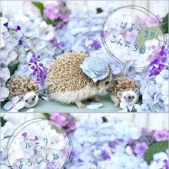 ハリネズミ の投稿画像一覧 Greensnap グリーンスナップ