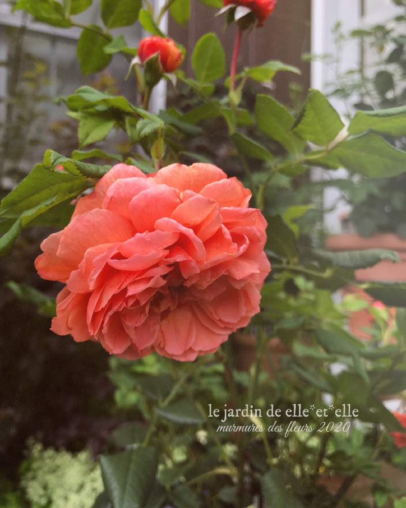 バラ サマーソングの投稿画像 By Elle Et Elleさん 好きな花と香りを楽しむとばら バラ 薔薇と庭に咲く花と花のある風景と薔薇好きと自己流ガーデニングと咲いてくれてありがとう とバラ イングリッシュローズと手作りの庭とおうち園芸とガーデニングと花のある
