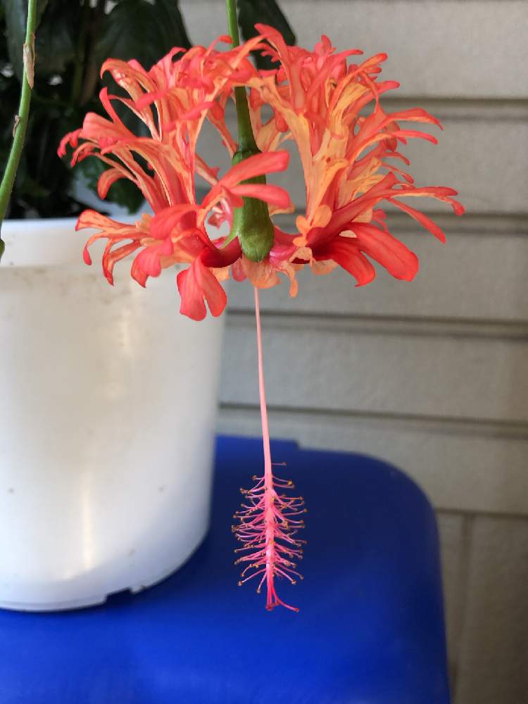 ハイビスカス｜🍀GreenSnap（グリーンスナップ）