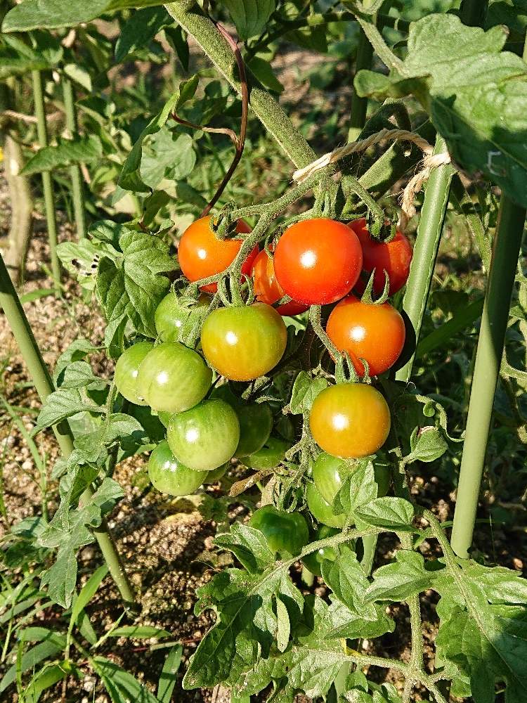 ミニトマトの投稿画像 By わいわいさん 畑と畑仕事と家庭菜園奮闘日記とチーム福岡と畑仕事と家庭菜園奮闘日記とチーム福岡 月6月23日 Greensnap グリーンスナップ Greensnap グリーンスナップ