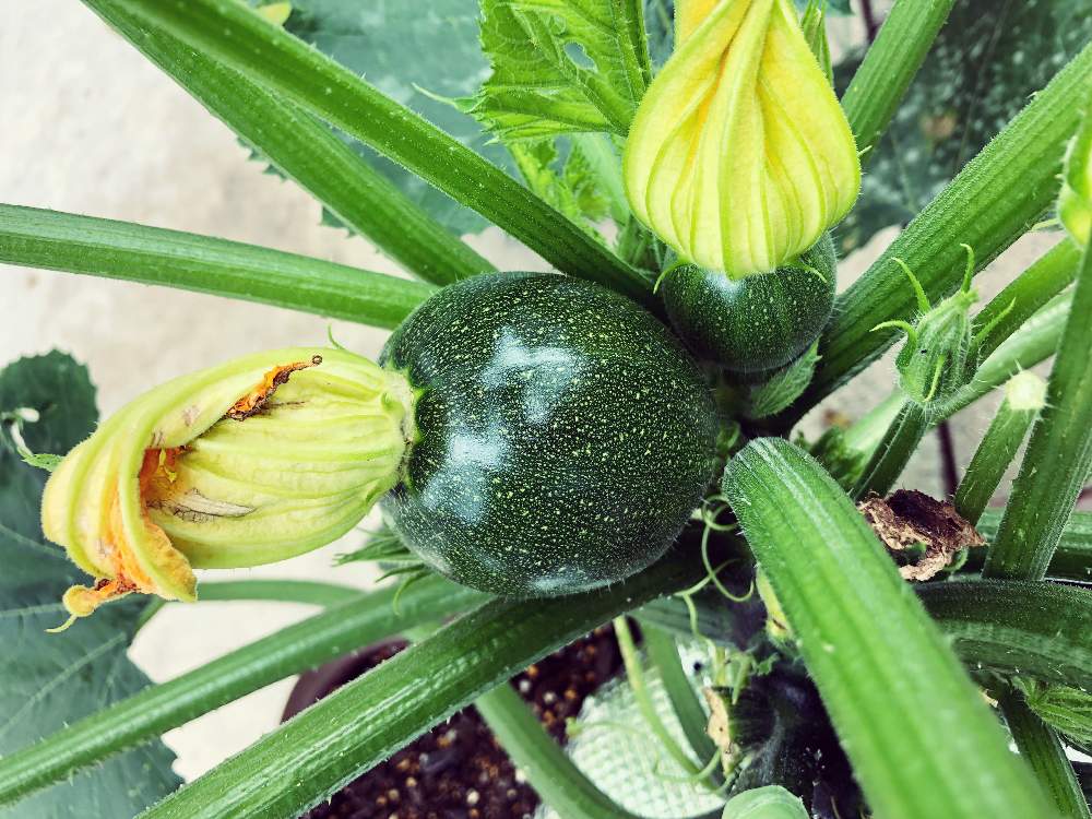 ズッキーニ パニーノ ネロの投稿画像 By Maaさん プランター栽培とおうち園芸とおうちde菜園 月6月23日 Greensnap グリーンスナップ