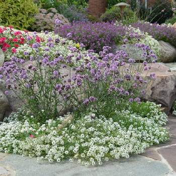 バーベナ メテオールシャワー Proven Winners Pw ガーデニング 園芸 花苗 低木 多肉植物 花 植物