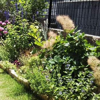 スモークツリー ピンクパールの投稿画像一覧 Greensnap グリーンスナップ