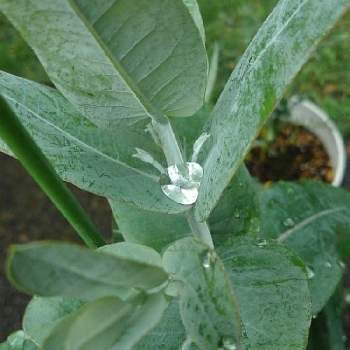 ユーカリ グロブルスの投稿画像一覧 Greensnap グリーンスナップ