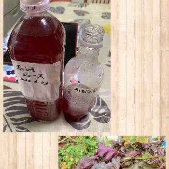 赤紫蘇ジュースの画像 by しゅんたくさん | 赤紫蘇ジュース