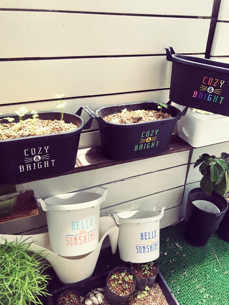 コキアの投稿画像 By あぺさん バジルとハーブいろいろとマダガスカルジャスミンとバルコニー ベランダとポスカと植物のある暮らしと植物男子とプランターとcozy Brightと植え替えとおうち園芸とグロウコンテナとジャングル化計画とdiyと近況報告とnew Menberとポスカと