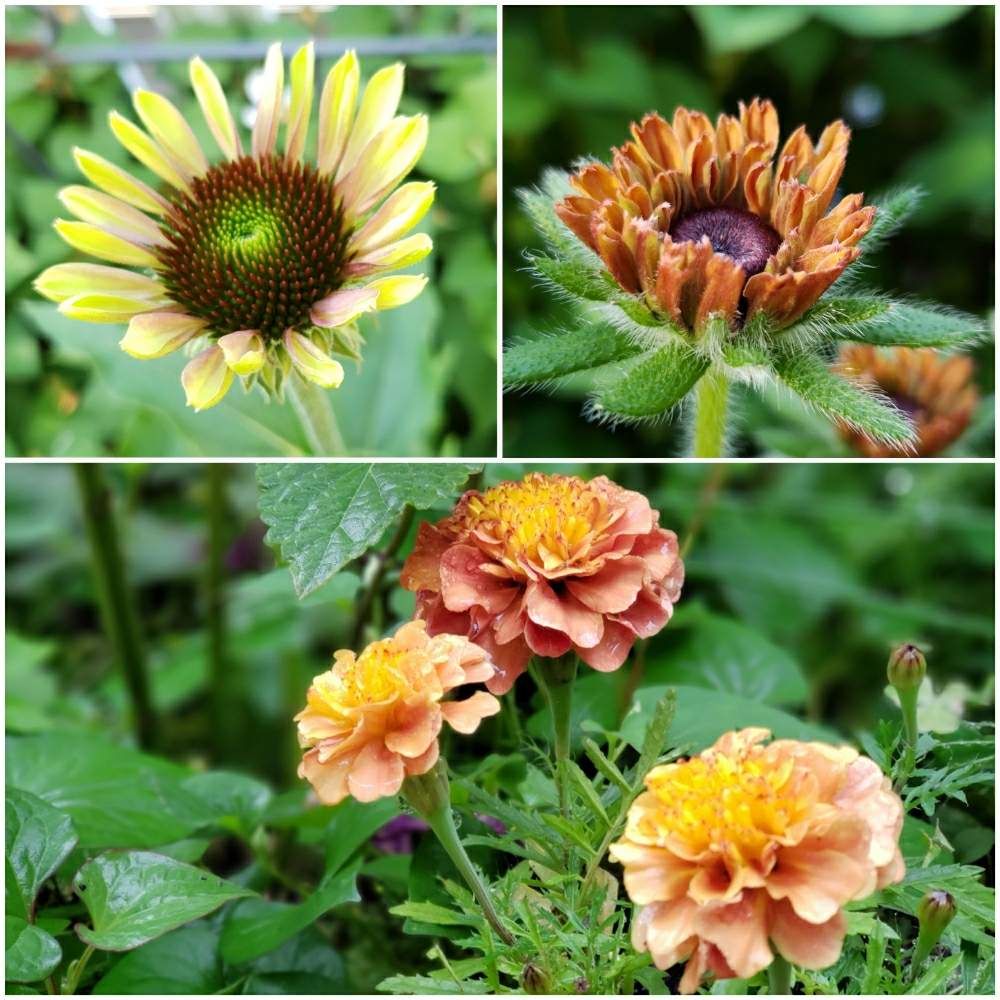 ルドベキア ルビールビーの投稿画像 By ひなさん エキナセアグリーンツイスターとエキナセア Hina 月6月23日 Greensnap グリーンスナップ