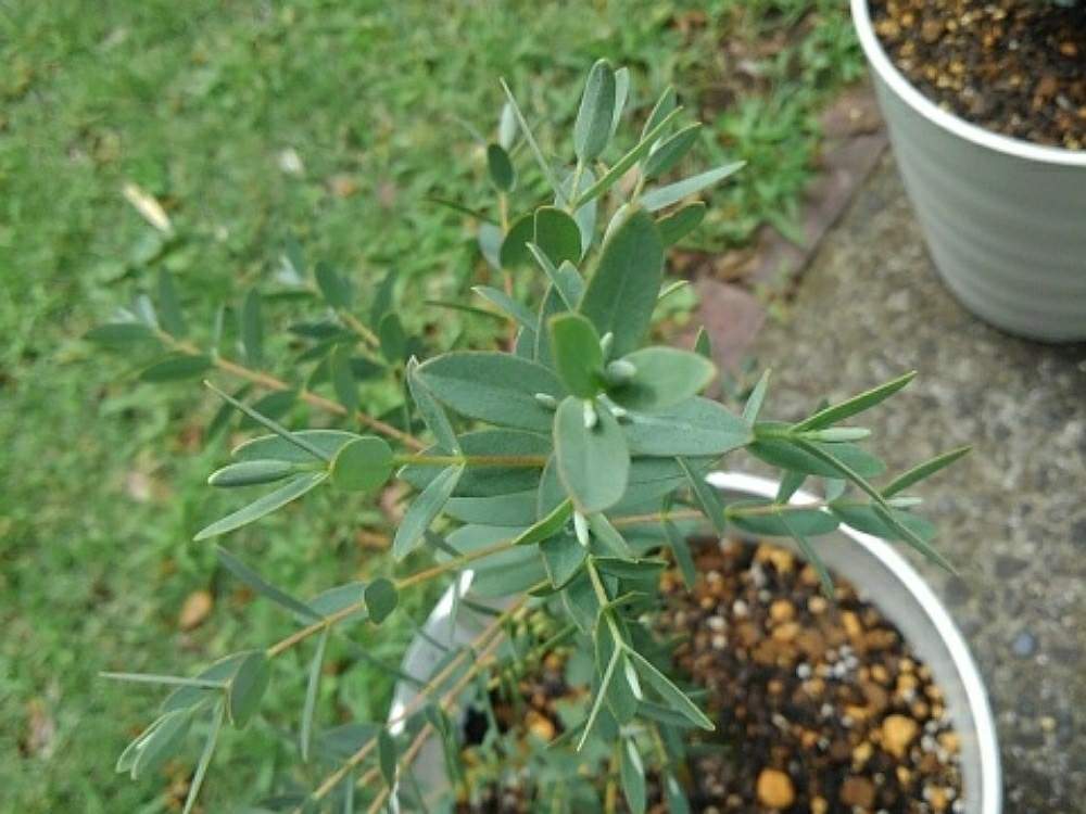 ユーカリ パルブラの投稿画像 By リリーさん 小さな庭とユーカリの木とユーカリ とユーカリの木とユーカリ 月6月23日 Greensnap グリーンスナップ Greensnap グリーンスナップ