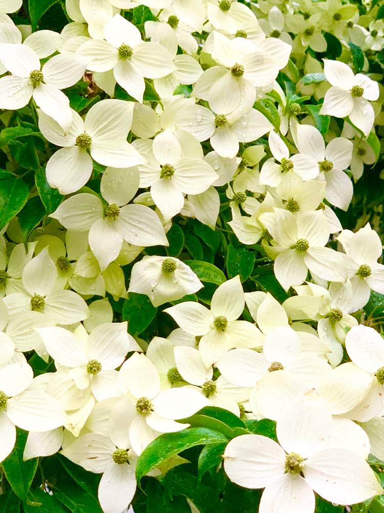 かわいい の投稿画像 By Toshieさん やまぼうしの花と素敵な花とすてき とgs映えとgsミニモニ と白いはなときれ い とヤマボウシさんと いやされると花は癒やし と雨の日 月6月23日 Greensnap グリーンスナップ
