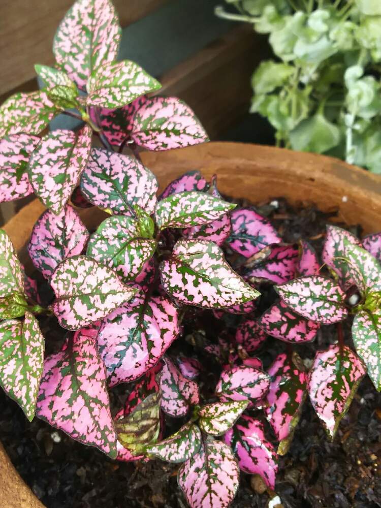 大好き の投稿画像 By フウ ナナさん ヒポエステス と鉢植えと赤い葉っぱと花のある暮らし 月6月23日 Greensnap グリーンスナップ