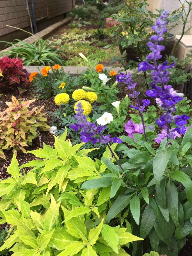 ブルーサルビアの投稿画像 By こまさん マリーゴールドとコリウスイエロービームと我が家の花壇と色あざやか 月6月23日 Greensnap グリーンスナップ
