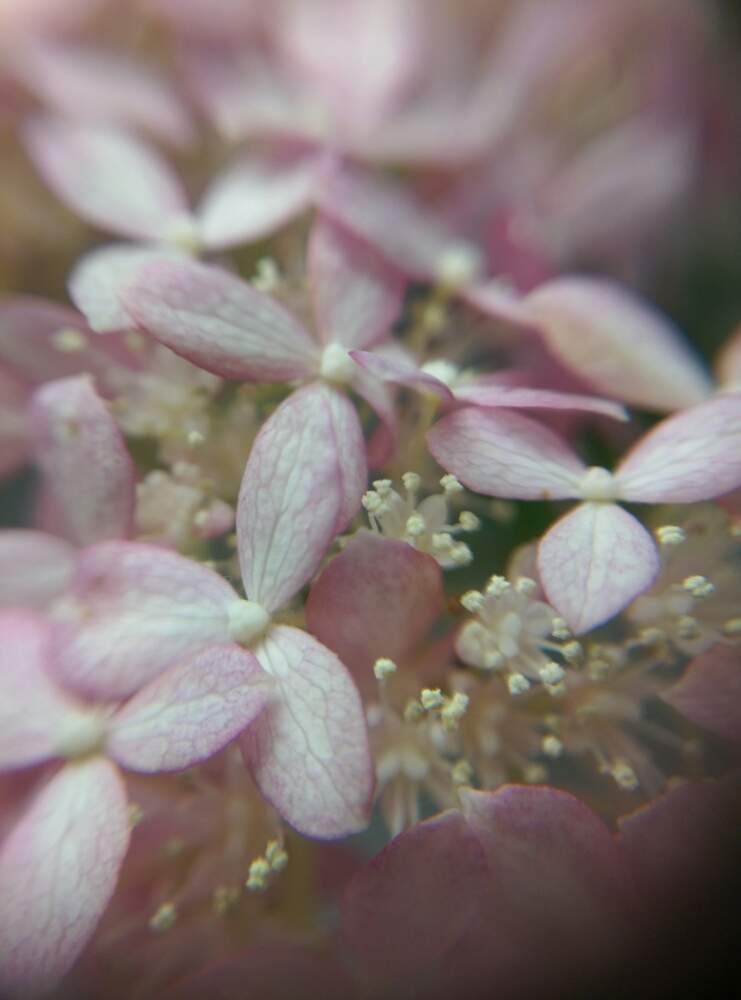 ピンクアナベルの投稿画像 By はてはぁなさん アメリカアジサイ ピンクアナベル といい感じ とマクロレンズと切り花を楽しむと庭木とキレイ と綺麗 と可愛い 月6月23日 Greensnap グリーンスナップ