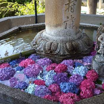 水に浮かべるの投稿画像一覧 Greensnap グリーンスナップ