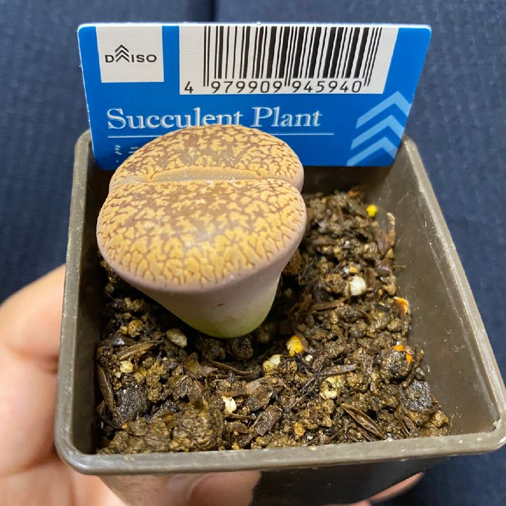 リトープスの投稿画像 By こずたむさん 多肉植物と生命力と癒される と観葉植物と植物への愛情と一目惚れと100均と梅雨と サボテンと多肉女子と可愛い 月6月23日 Greensnap グリーンスナップ