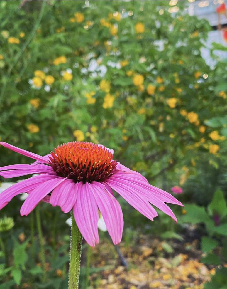 エキナセア パープレアの投稿画像 By のんさん 初心者と景色と癒しときれいとありがとうと美しいと名前を教えてくださいとお花と初めてとお花好き 月6月23日 Greensnap グリーンスナップ