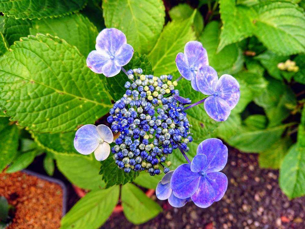 紫陽花｜🍀GreenSnap（グリーンスナップ）