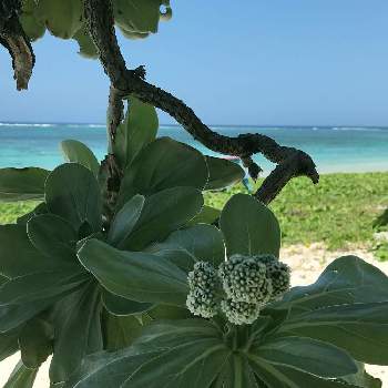 海辺の植物の投稿画像一覧 Greensnap グリーンスナップ
