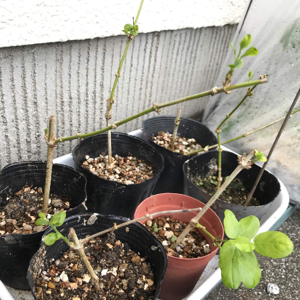 アラビアンジャスミン ジェイドの投稿画像 By なかよしさん 香りを楽しむと綺麗なミドリと挿し木とおうち園芸と挿し木に挑戦と挿し木中毒とかわいいな と加工なしとiphone撮影 月6月23日 Greensnap グリーンスナップ