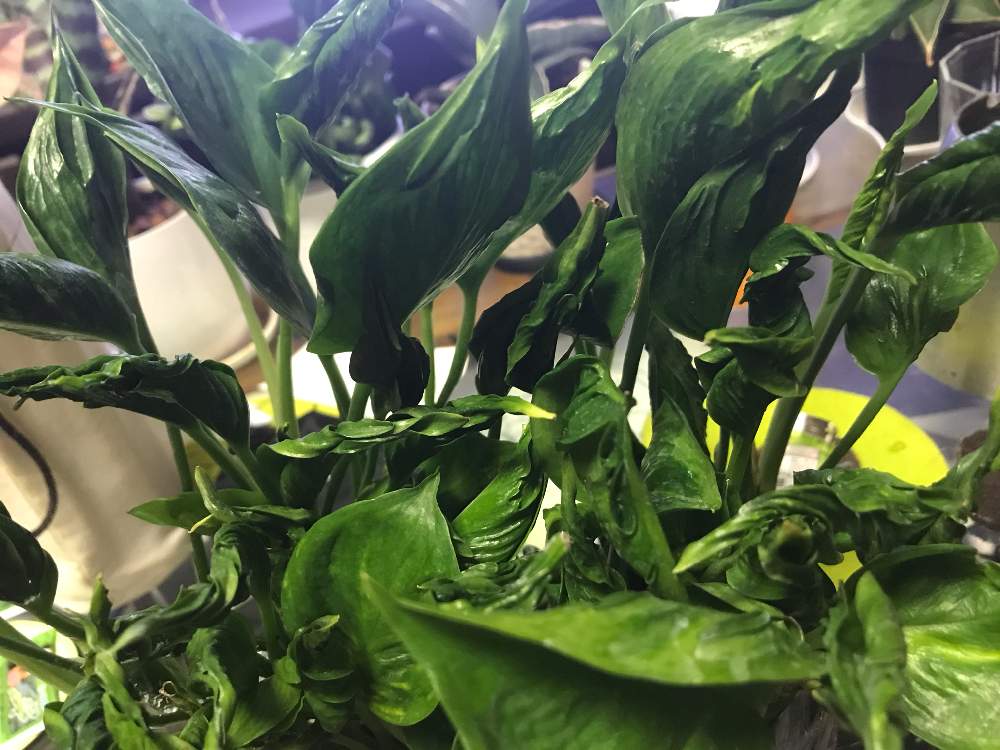 人気ダウンロード ポトス テルノ シャングリラ 風水 1711 ポトス テルノ シャングリラ 風水