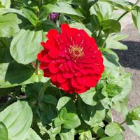 ジニア（百日草）の画像