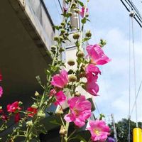 タチアオイの画像