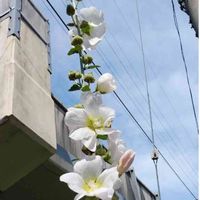 タチアオイの画像