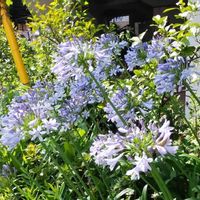 アガパンサスの画像