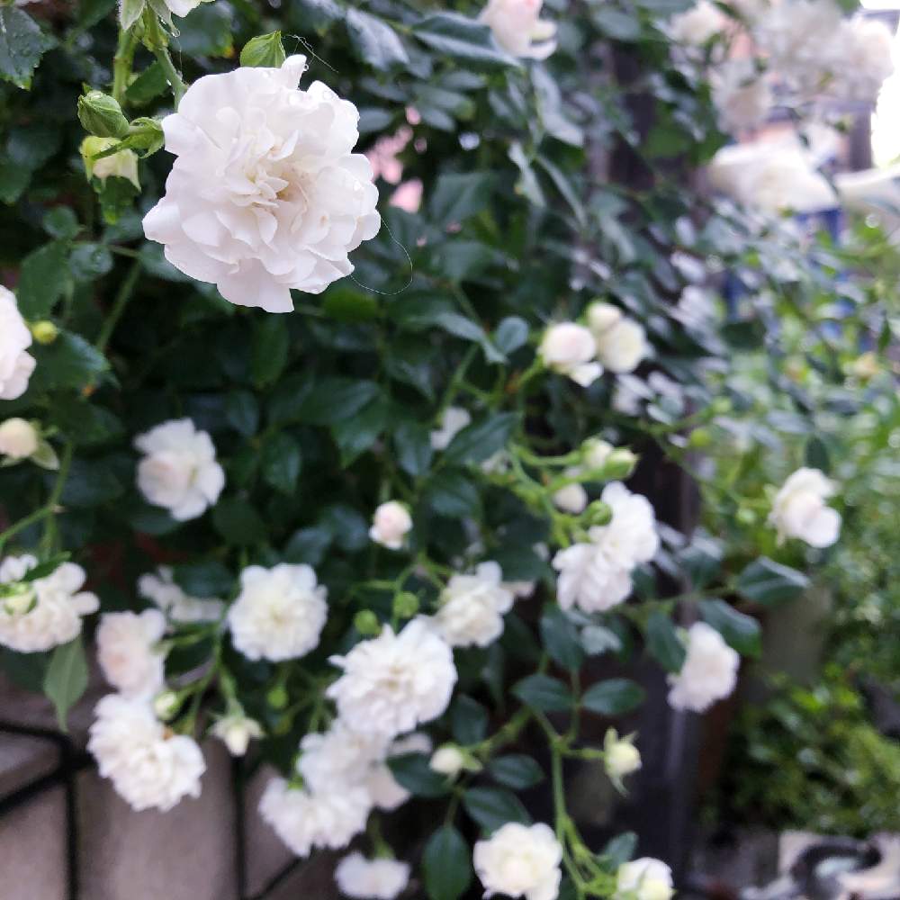 スノーシャワーの投稿画像 By あずきさん おうちの植物とみどりのある暮らしとかわいい とマイガーデンと花のある暮らしと白い花とバラ ミニバラと小花好きとバラを楽しむと庭時間 月6月23日 Greensnap グリーンスナップ
