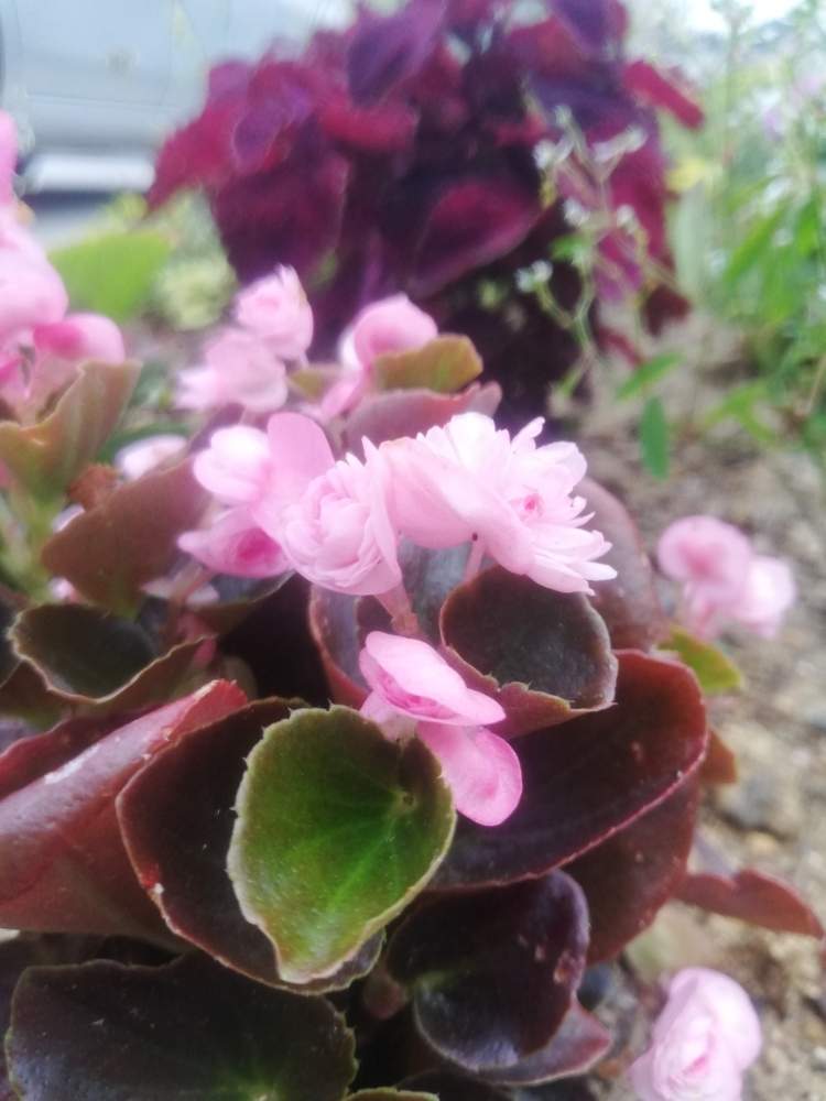 ナチュラルなガーデンを目指しての投稿画像 By Biorappaさん ピンクとコメリとズボラガーデナーと花 のある暮らしと八重咲きベゴニアダブレットとかわいい花と東北の初夏 月6月23日 Greensnap グリーンスナップ