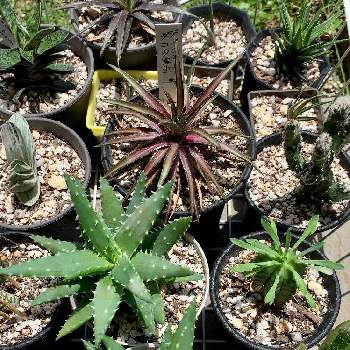 夏型多肉植物の投稿画像一覧 Greensnap グリーンスナップ