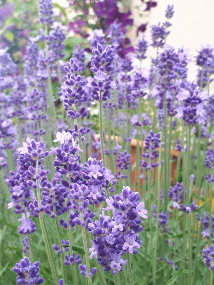 イングリッシュラベンダーの投稿画像 By Nonkoさん 花のある暮らしと庭の片隅で とpwフォトコン 月6月24日 Greensnap グリーンスナップ