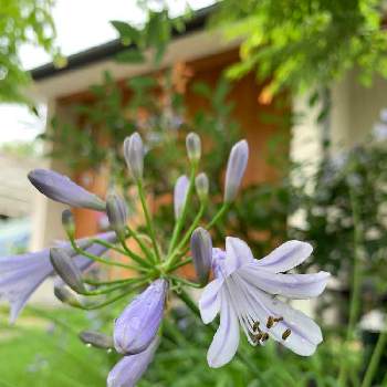 花と雨の画像 by aiaiさん | 広い庭とおうち園芸とアガパンサス❇︎とお庭の花たちと癒されます♥と花のある暮らしと花と雨とiPhone撮影