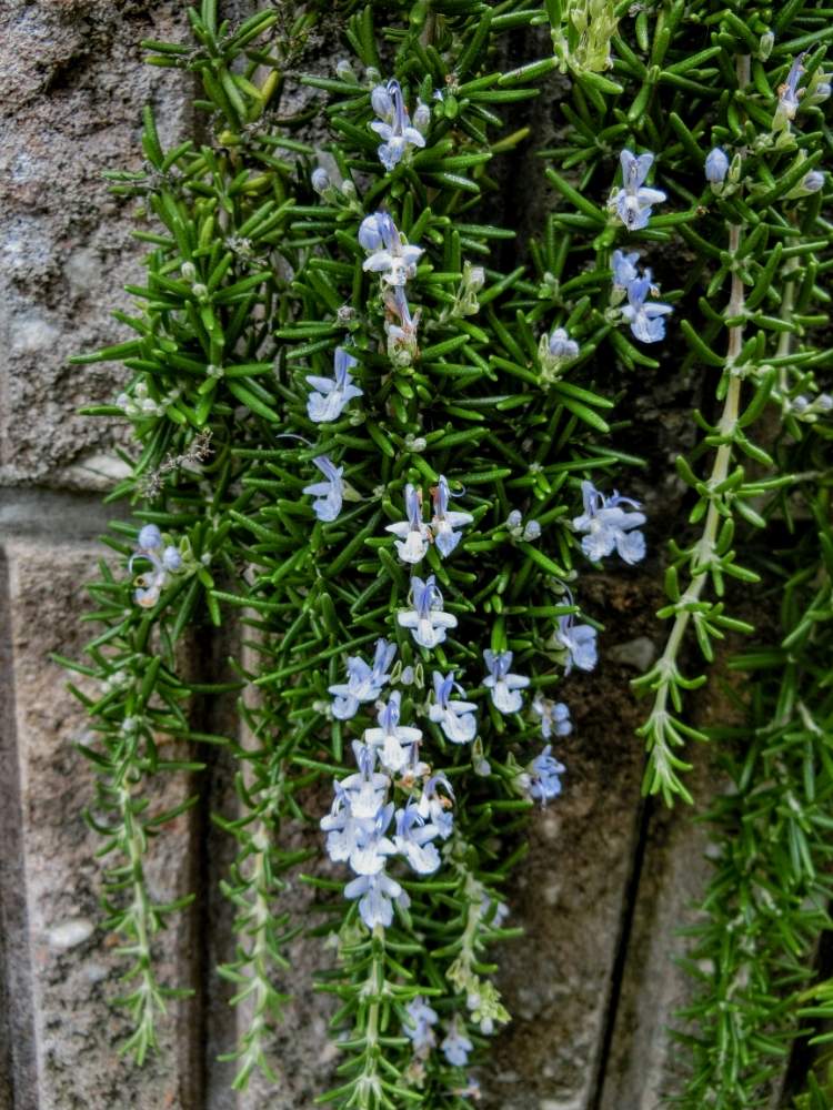 小さい庭の投稿画像 By Kevinさん 素敵 と癒しと紫色の花と青い花とおうち園芸とハーブとお花大好き と可愛いと花のある暮らしとヨーロッパ原産と ローズマリーと 青い花とローズマリーとお出かけ先と ハーブ と小さい庭と素敵 と癒しと紫色の花と青い花とおうち園芸