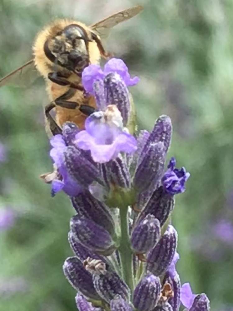 ラベンダーの投稿画像 By アルさん 昆虫と植物とハーブとムラサキの花と昆虫シリーズ 月6月24日 Greensnap グリーンスナップ
