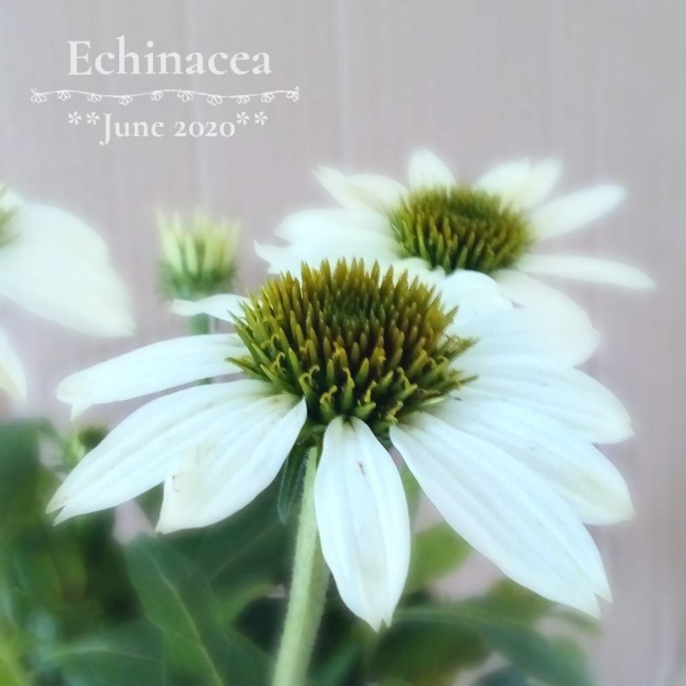 エキナセアの投稿画像 By Flora さん 可愛いと白い花とホワイトと花のある暮らし 月6月24日 Greensnap グリーンスナップ