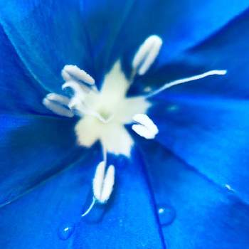 iPhone+100均マクロの画像 by ツバキさん | アメリカンブルーと庭に咲く花とiPhone+100均マクロ