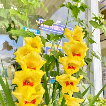 おもてなしの花シリーズの投稿画像一覧 Greensnap グリーンスナップ おもてなしの花シリーズの投稿画像一覧 Greensnap グリーンスナップ