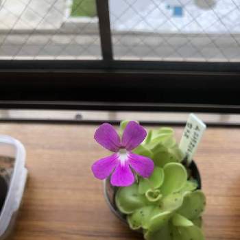 ムシトリスミレ属の画像 by myaonさん | 窓辺とムシトリスミレ セトスと植中毒と可愛いお花とムシトリスミレ属