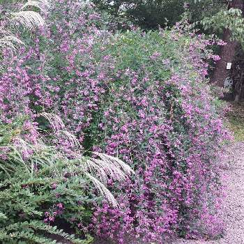 東北大学植物園の投稿画像一覧 Greensnap グリーンスナップ