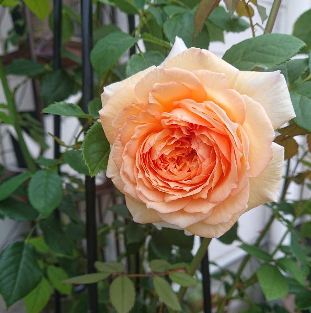 バラ バスシーバの投稿画像 By かこさん 花と緑のある暮らしとばら バラ 薔薇とマイガーデンとおうち園芸とオレンジ色とかわいいとバラを楽しむ 月6月24日 Greensnap グリーンスナップ