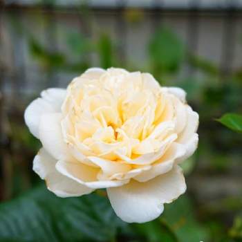バラ サマーメモリーズの画像 by Mr.Stoneさん | 小さな庭とバラ サマーメモリーズとつるバラと四季咲き