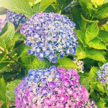 紫陽花 ポップコーンの画像 by ちぃさん | 広い庭と紫陽花 ポップコーンとお気に入りと毎年の楽しみとドライフラワーにしますとおうち園芸とお花に癒されてと花のある暮らし