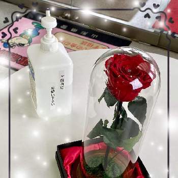 おもてなしの花シリーズの投稿画像一覧 Greensnap グリーンスナップ おもてなしの花シリーズの投稿画像一覧 Greensnap グリーンスナップ