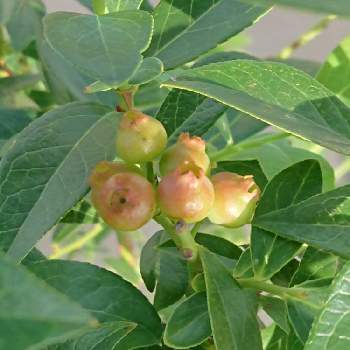 ブルーベリー ピンクレモネードの投稿画像一覧 Greensnap グリーンスナップ