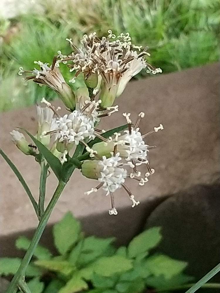 ヤブレガサの投稿画像 By やまちゃんさん 月6月24日 Greensnap グリーンスナップ