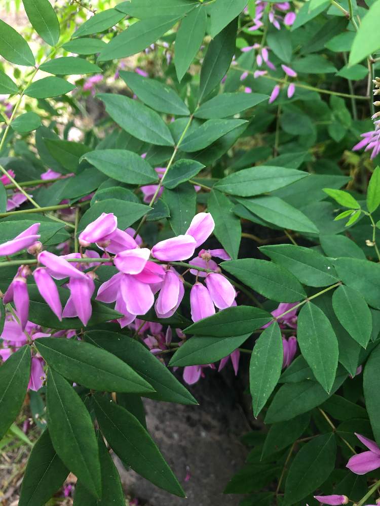 ひっそりと咲く花の投稿画像 By Yurukuさん ピンク色の花 月6月24日 Greensnap グリーンスナップ