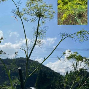 ディルの花,花のある暮らし,ハーブの花,可愛い花,無農薬野菜の画像