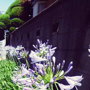 鮮やかな青の投稿画像一覧 Greensnap グリーンスナップ